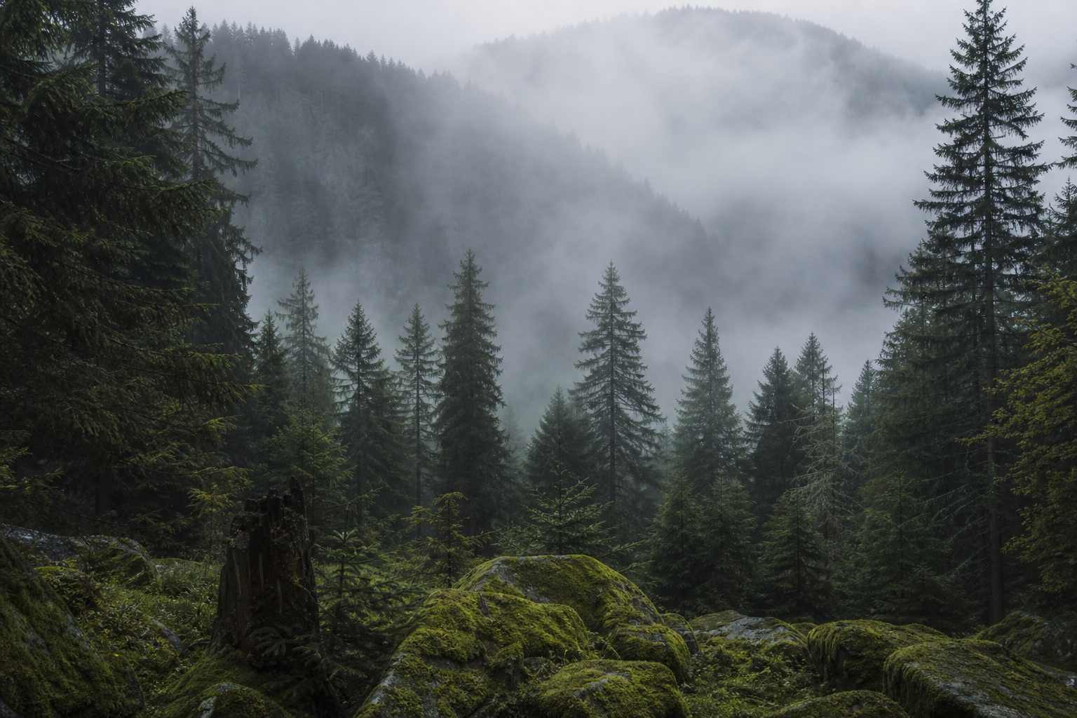 Nebelverhangene Täler und dichte Wälder im Schwarzwald